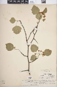 Crataegus pruinosa image