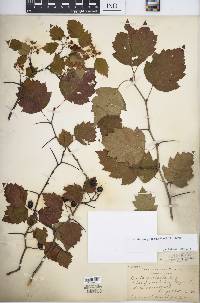 Crataegus pruinosa image