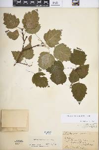 Crataegus pruinosa image