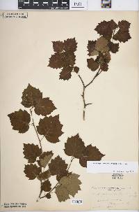 Crataegus pruinosa image