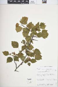 Crataegus pruinosa image