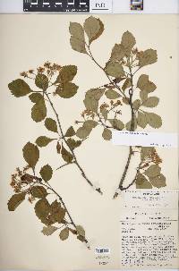 Crataegus punctata image