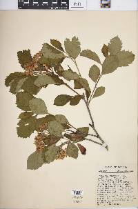 Crataegus punctata image