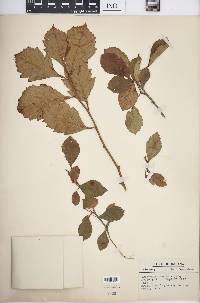 Crataegus punctata image