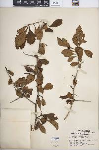 Crataegus punctata image