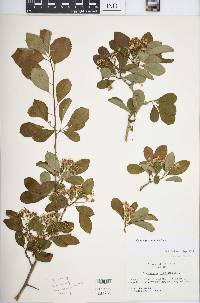 Crataegus punctata image