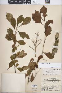 Crataegus punctata image