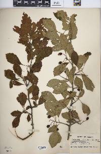 Crataegus punctata image
