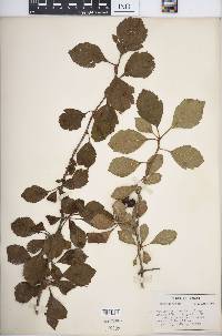 Crataegus punctata image