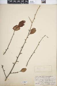 Crataegus punctata image