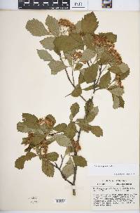 Crataegus punctata image