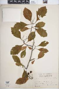 Crataegus punctata image