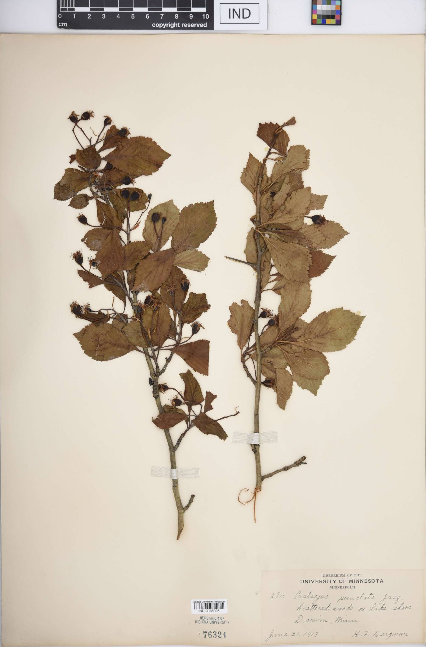 Crataegus punctata image