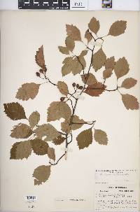 Crataegus rubella image