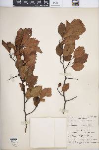 Crataegus rubella image