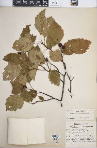 Crataegus rubella image