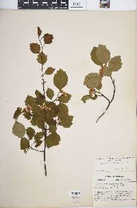 Crataegus rubella image