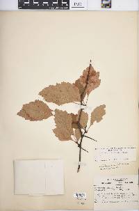 Crataegus rubella image