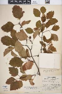 Crataegus rubella image