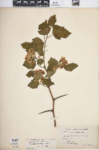 Crataegus submollis image