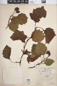 Crataegus submollis image