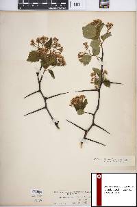 Crataegus succulenta image