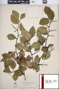 Crataegus succulenta image