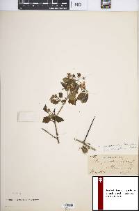 Crataegus succulenta image