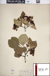 Crataegus succulenta image