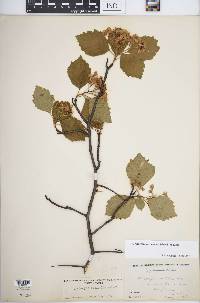 Crataegus succulenta image