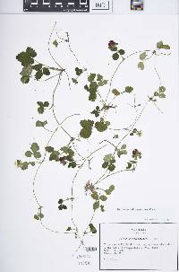 Potentilla indica image