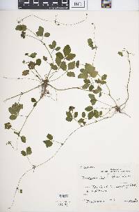 Potentilla indica image