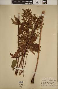 Filipendula rubra image