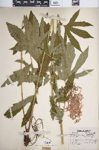 Filipendula rubra image