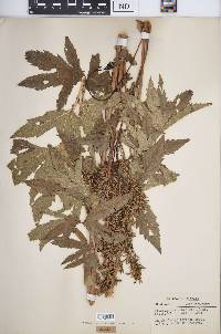 Filipendula rubra image