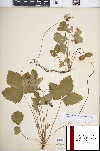 Fragaria vesca subsp. americana image