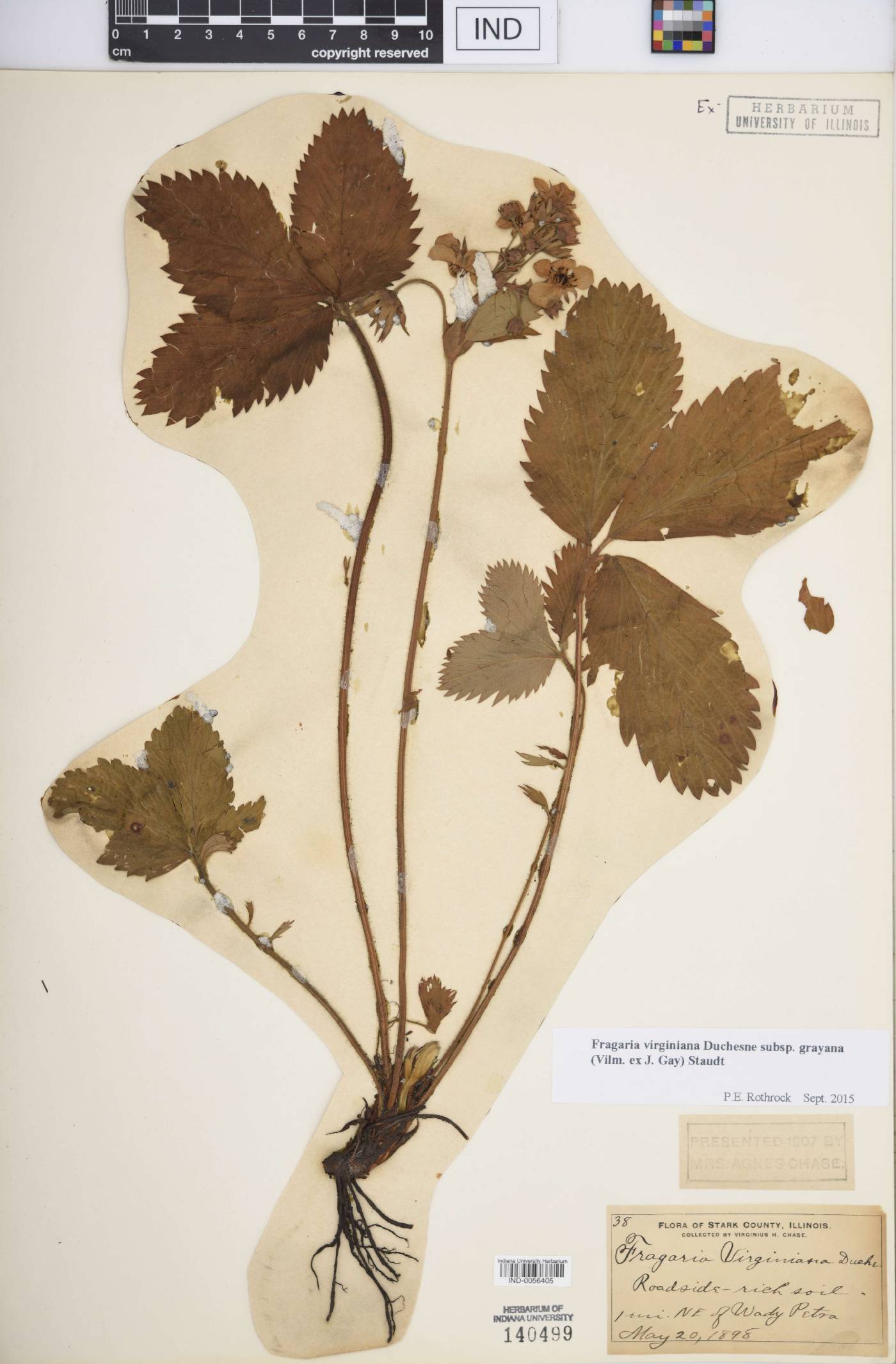 Fragaria virginiana subsp. grayana image