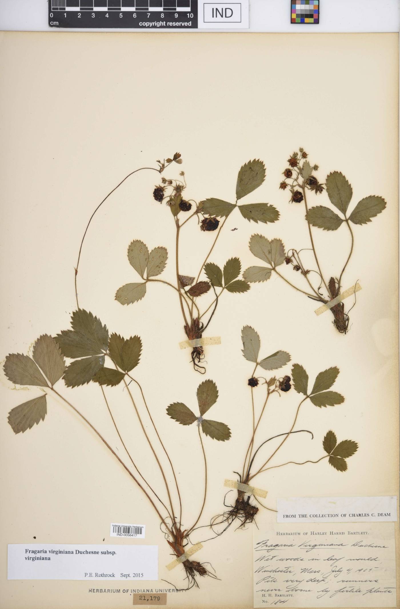 Fragaria virginiana subsp. virginiana image