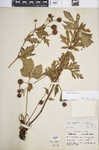 Geum aleppicum image