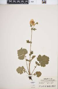 Geum borisii image