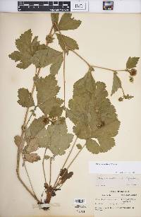 Geum laciniatum image