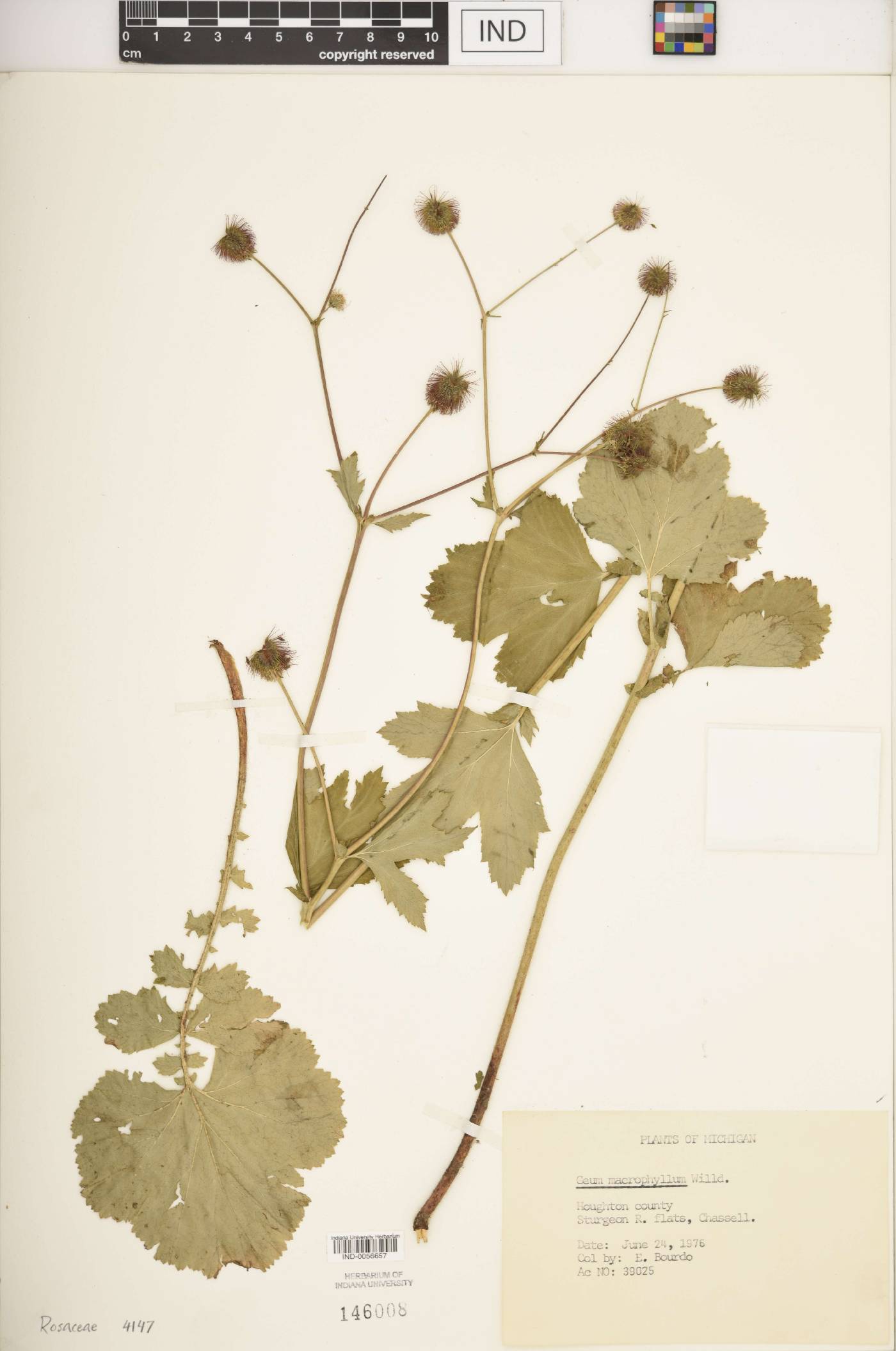 Geum macrophyllum var. macrophyllum image