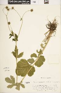 Geum macrophyllum image