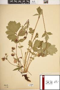 Geum rivale image