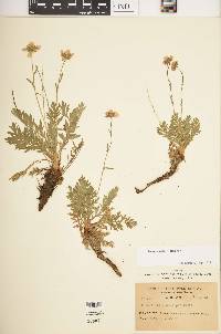 Geum rossii image