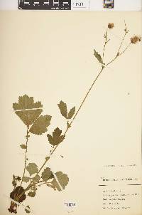 Geum rivale image