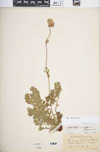 Geum triflorum image