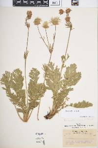 Geum triflorum image