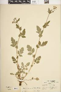 Geum vernum image