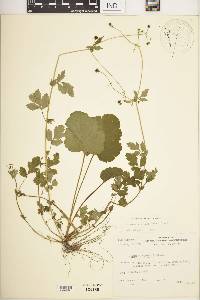 Geum vernum image